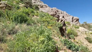 Nomadic man's attempt to finish fodder to store his sheep in winter