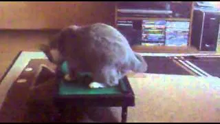Кот играет в бильярд Cat playing pool