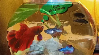 What if male & Female Bettas in Same tank?????