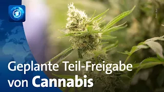 Cannabis: Bundeskabinett will Teil-Legalisierung auf den Weg bringen