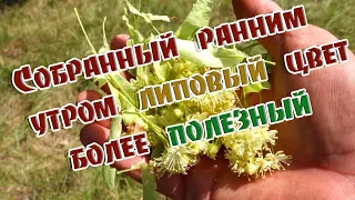 ➤ Собранный ранним утром липовый цвет более полезный ➤ Липа лекарство ➤ Когда собирать липовый цвет?