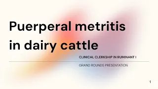 Puerperal metritis in dairy cattle [Student case Gr.7/2023]