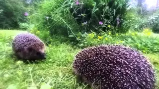 Hedgehogs battle - real fight - the sound of hedgehog