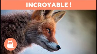 10 CURIOSITÉS sur les RENARDS qui vont vous surprendre 🦊 Découvrez-les !