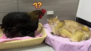 The hen was amazed to see the kitten hugging the duckling tightly and falling asleep.cute funny🐔😽