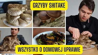 Domowa uprawa Shitake - wszystko o domowej uprawie twardziaka jadalnego (od zakupu do zbioru)