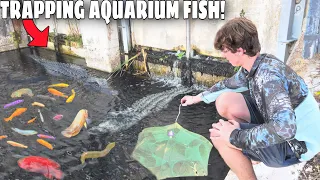 Trapping AQUARIUM FISH in ALLIGATOR INFESTED Waters!