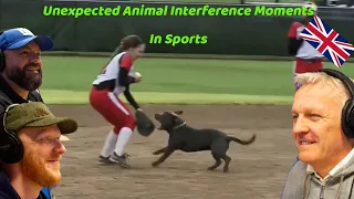 Most Unexpected Animal Interference Moments in Sports REACTION!! | OFFICE BLOKES REACT!!