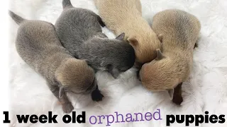 1 Week Old Orphaned Puppies Feeding Routines | Sweetie Pie Pets by Kelly Swift