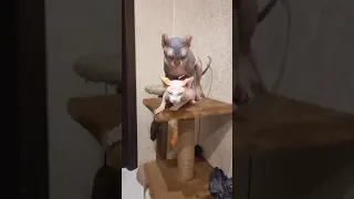 Вязка кошек сфинкса эльфа Mating of the Canadian Sphynx mating of a cat вязка кошек