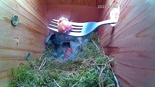 EMERGENCY RESCUE MISSION ! (Was I too late ?) - Bluetit Nest 2022  8th May *Highlights