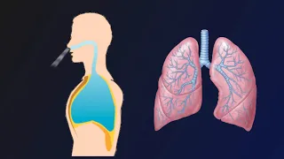 Breathing Mechanism: Inhalation and Exhalation