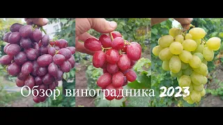 Обзор виноградника 2023