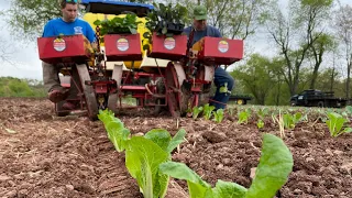 LIFE OF A VEGETABLE FARMER (PLANTING COLE CROPS)