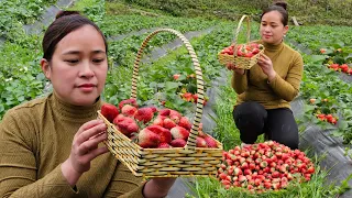 Harvest Strawberry Garden Goes to market sell - Make a dog feeder, daily life,  live whit nature