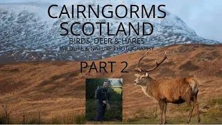 SCOTLAND CAIRNGORMS | WILDLIFE PHOTOGRAPHY | Part 2 | Birds, Deer & Hares