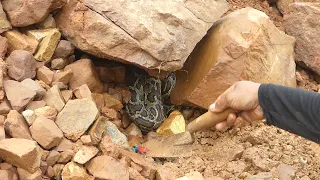 Digging up for Treasure worth millions dollar from Huge Nuggets of Gold Meet Python Snake