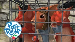 Peter Rabbit - The Great Squirrel Rescue Mission | Cartoons for Kids