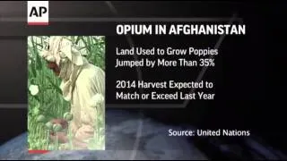 Afghanistan Seeing Bumper Crop in Opium