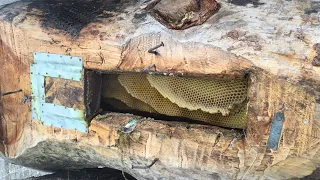 Повна колода меду. Полная колода меда. A full log of honey.