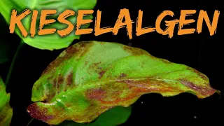 Kieselalgen | Ursachen, vorbeugen & behandeln | Braune Schmieralge | Algen im Aquarium