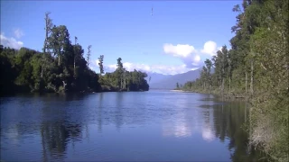 Relaxing New Zealand Birdsong - Kotuku Awa