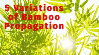 My Best 5 Bamboo Propagation Techniques You Need to Know