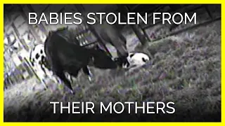 Babies Stolen From Their Mothers