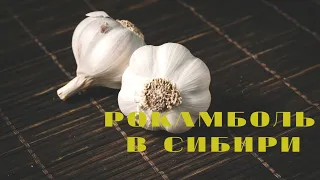 Рокамболь в Сибири