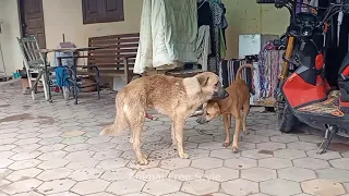 Impossible!! My Both Dogs have try to get their first Meeting after they lived together from small