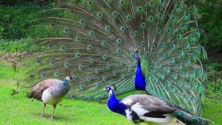 AMAZING WHITE PEACOCK DANCE •❥ BLUE WHITE PIED PEACOCK