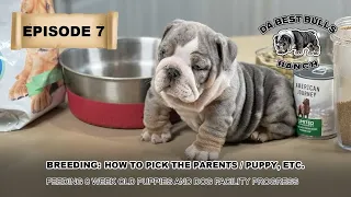 DaBestBulls Episode 7 - Breeding: How to pick your Puppy and Parents - Feeding 8 week and up Puppies