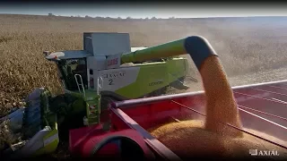 A kukorica élete a Duna-mentieknél