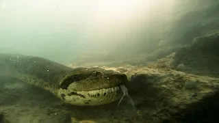 Diver has incredible face to face encounter with giant anaconda.