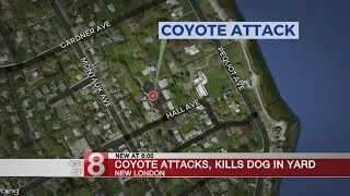 Police warn residents after coyote attacks, kills dog in New London
