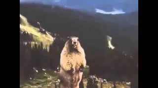 Screaming Beaver/Marmot LOL!