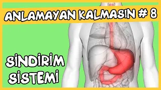 Anlamayan Kalmasın #8 Sindirim Sistemi