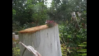 Regrowth of a  Eucalyptus tree stump