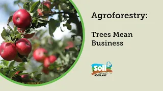 Soil Association Scotland / Agroforestry: Trees Mean Business