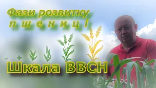 Фази розвитку пшениці. Шкала ВВСН.