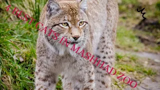 4 best cats in Mashhad zoo #iran