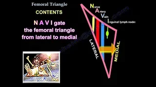 Femoral Triangle - Everything You Need To Know - Dr. Nabil Ebraheim