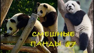 Смешные ПАНДЫ #7 / Лучшие приколы 2021 / Funny PANDA.