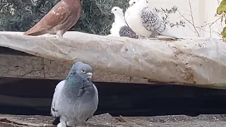 голубятник найдет голубей в любой стране и в любом поселке, как ...