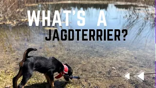 What is a Jagdterrier?