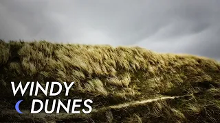 Grass Field Wind - 10 Hours of Pure Relaxation | Wind Sound - Howling Wind