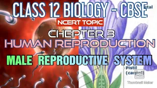 abhi classes 12bio, class 12 biology, human reproduction 01, male reproduction system