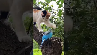 funny cat fight parrot|funny cats shorts video #short#tranding