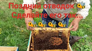 Поздний отводок.Сделайте его так...