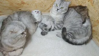 Шотландский кот папа любит своих котят и кошку маму скоттиш фолд 😘 Кот скоттиш страйт